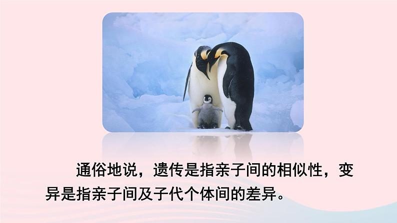 第一节 基因控制生物的性状第6页