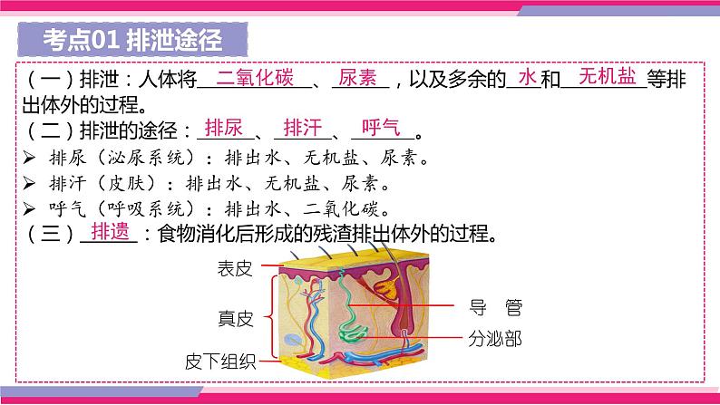 专题13 人体内废物的排出(课件精讲)-2023年中考生物一轮复习讲练测06