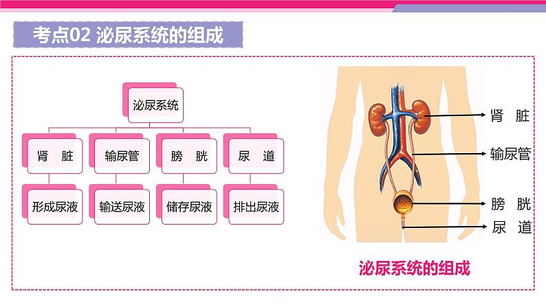 专题13 人体内废物的排出(课件精讲)-2023年中考生物一轮复习讲练测08