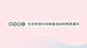 2023八年级生物下册第8单元生物与环境第23章生态系统及其稳定性微专题二生态系统中的能量流动和物质循环作业课件新版北师大版