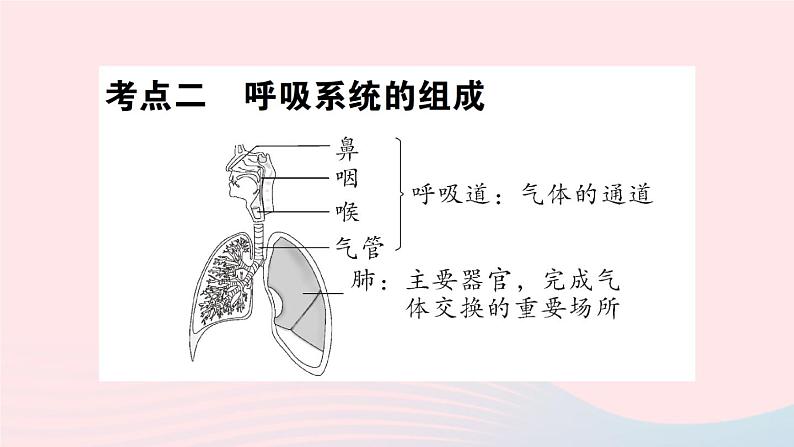 2023七年级生物下册第四单元生物圈中的人第十章人体的能量供应总结训练作业课件新版北师大版08
