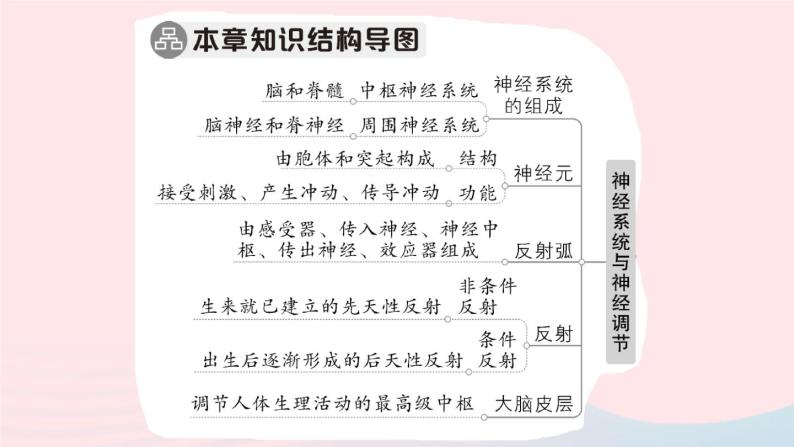 2023七年级生物下册第四单元生物圈中的人第12章人体的自我调节总结训练作业课件新版北师大版02