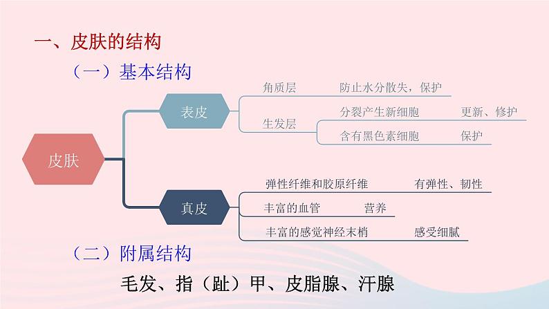2023七年级生物下册第四单元生物圈中的人第11章人体代谢废物的排出第3节皮肤与汗液分泌课件新版北师大版05