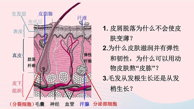 2023七年级生物下册第四单元生物圈中的人第11章人体代谢废物的排出第3节皮肤与汗液分泌课件新版北师大版06