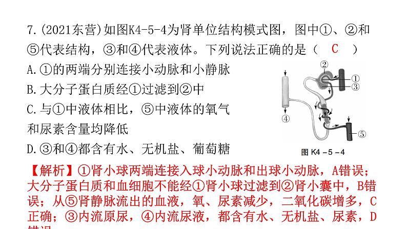 中考生物复习第四单元生物圈中的人第五章人体内废物的排出课件08