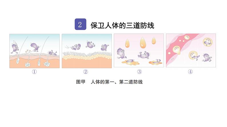 中考生物复习第八单元健康地生活第一章传染病和免疫课件第5页