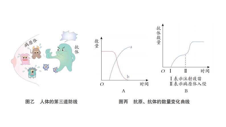 中考生物复习第八单元健康地生活第一章传染病和免疫课件第6页