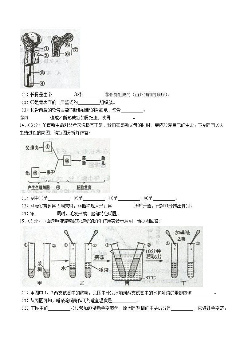 辽宁省鞍山市铁西区2022-2023学年七年级下学期期中生物试题第3页
