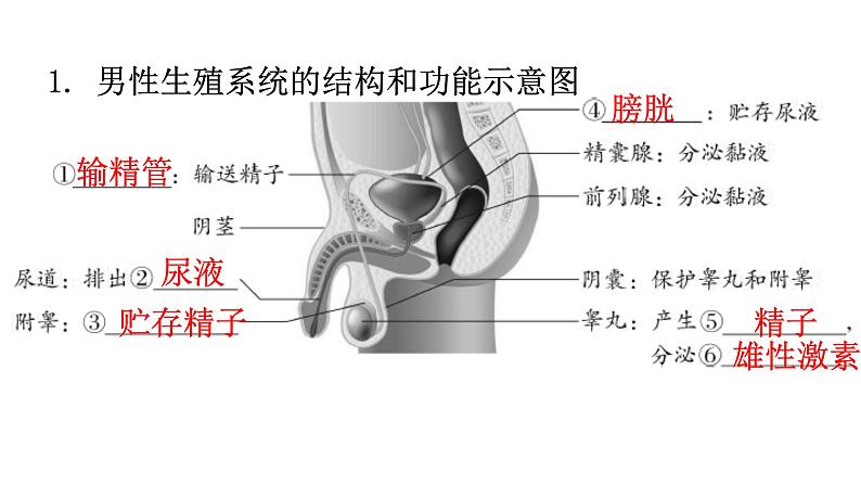 北师大版八年级生物上册第6单元生命的延续图解课件02