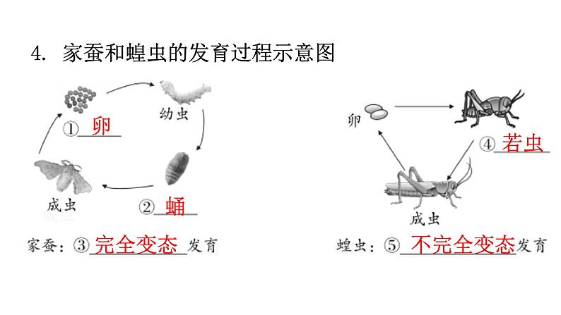 北师大版八年级生物上册第6单元生命的延续图解课件05