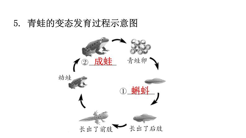 北师大版八年级生物上册第6单元生命的延续图解课件06