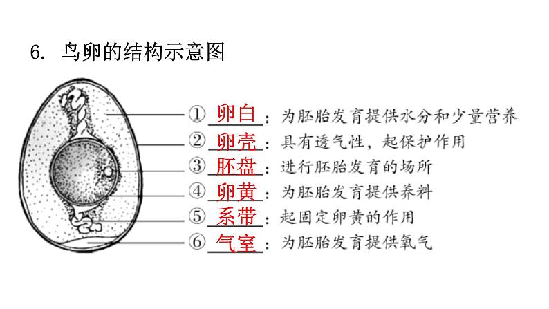 北师大版八年级生物上册第6单元生命的延续图解课件07
