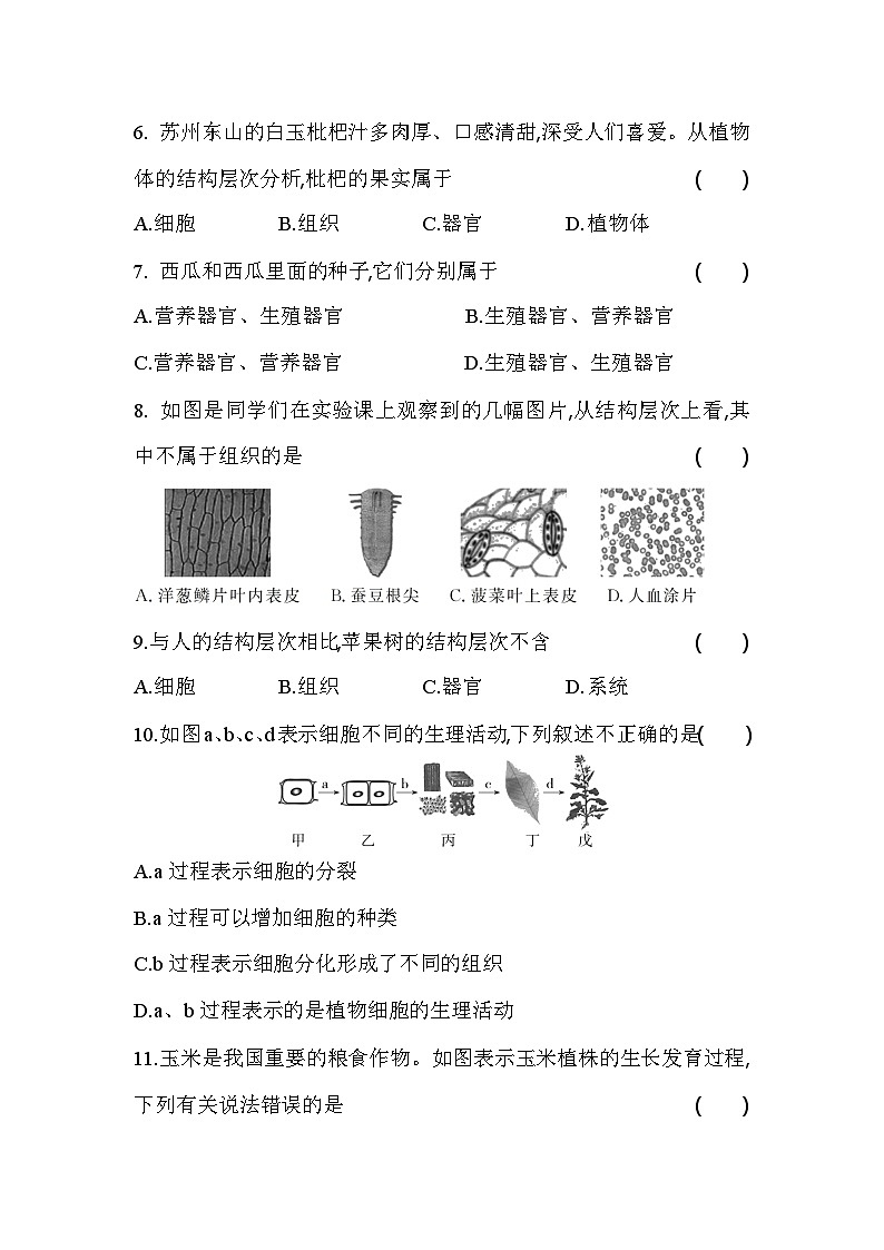 2.2.3 植物体的结构层次 课堂练习 人教版生物七年级上册第2页