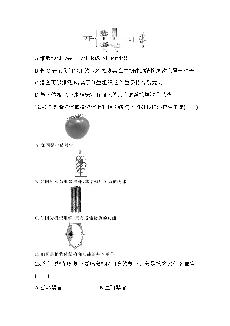 2.2.3 植物体的结构层次 课堂练习 人教版生物七年级上册第3页