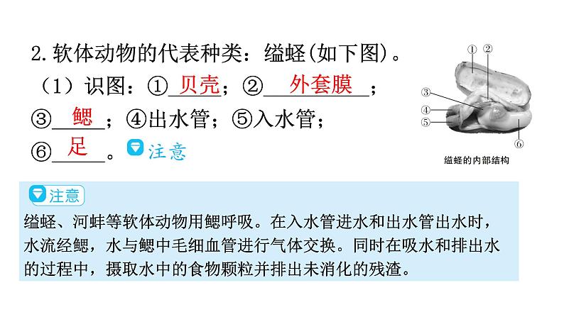 人教版八年级生物上册第五单元第一章第三节软体动物和节肢动物教学课件第5页