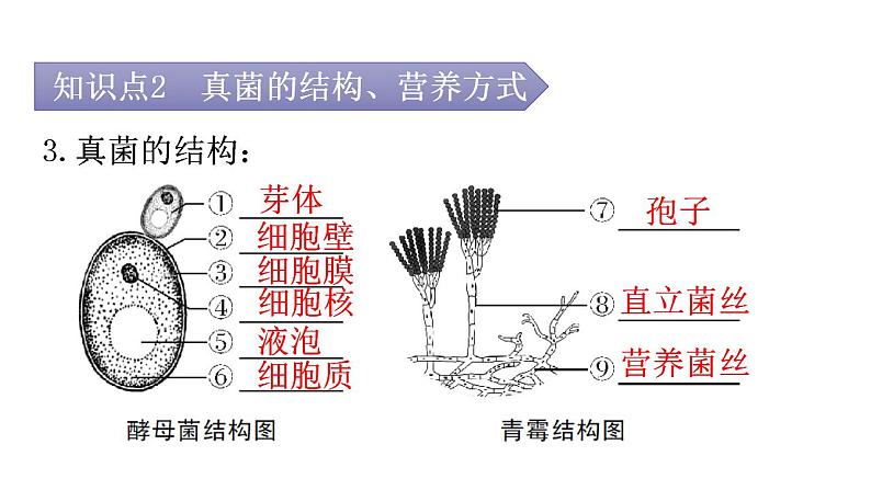 人教版八年级生物上册第五单元第四章第三节真菌教学课件05