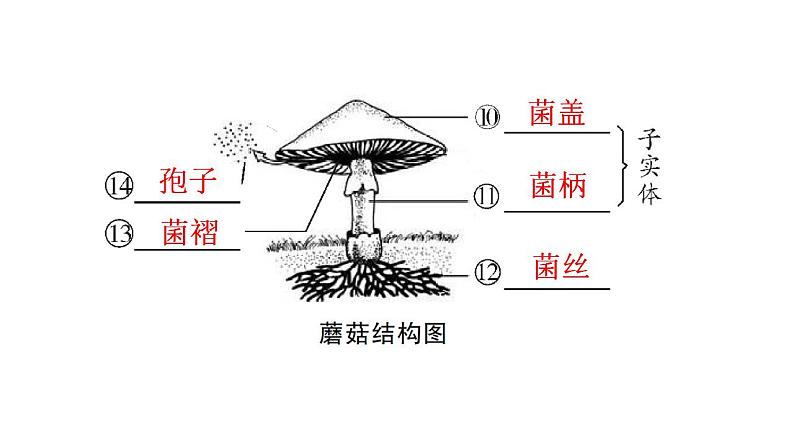 人教版八年级生物上册第五单元第四章第三节真菌教学课件06