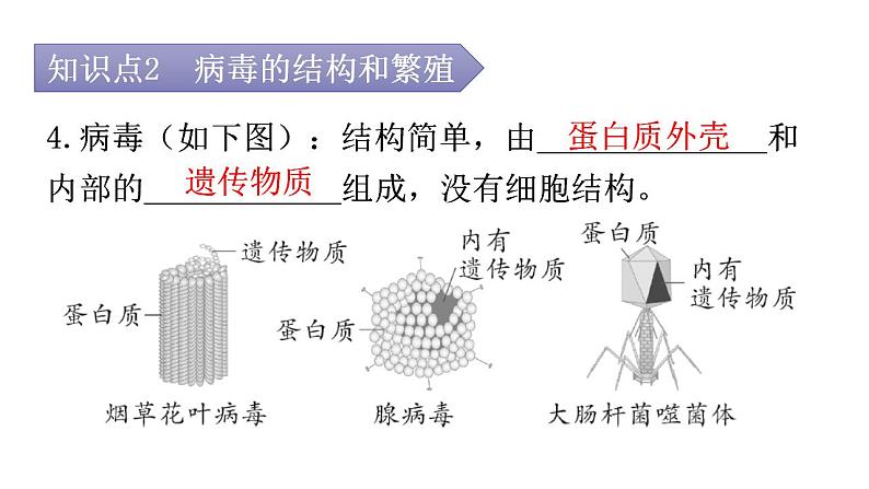 人教版八年级生物上册第五单元第五章病毒教学课件第7页