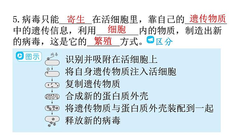 人教版八年级生物上册第五单元第五章病毒教学课件第8页