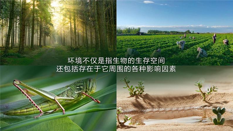 【核心素养目标】1.2.1《生物与环境的关系》课件04