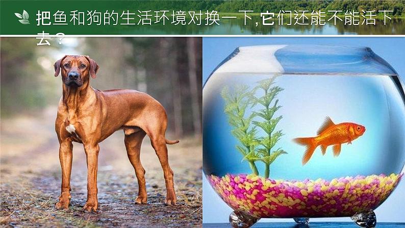 【核心素养目标】1.2.1《生物与环境的关系》课件05