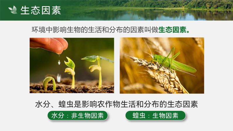 【核心素养目标】1.2.1《生物与环境的关系》课件07