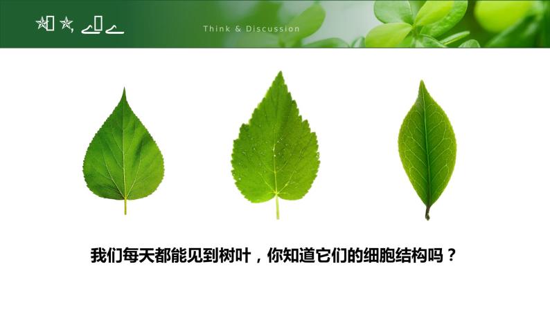 【核心素养目标】2.1.2《植物细胞》课件04