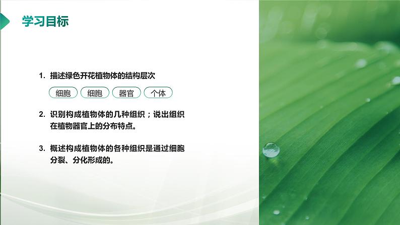 【核心素养目标】2.2.3《植物体的结构层次》课件04