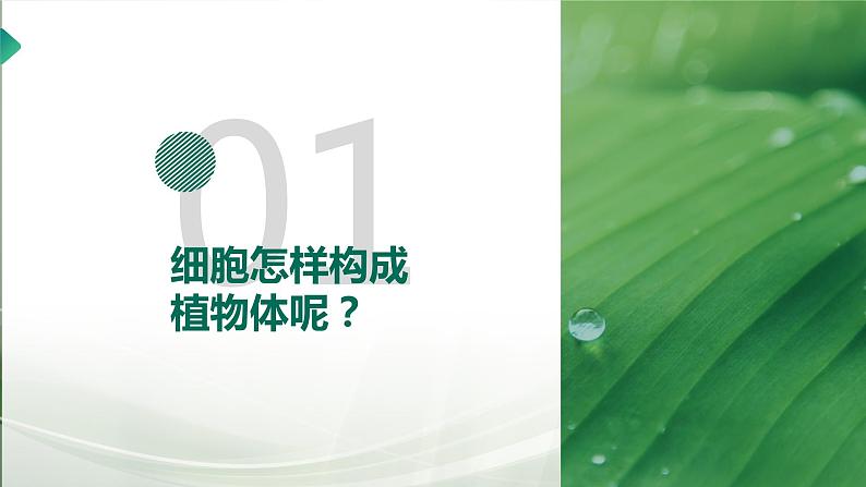 【核心素养目标】2.2.3《植物体的结构层次》课件05