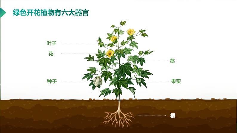 【核心素养目标】2.2.3《植物体的结构层次》课件06