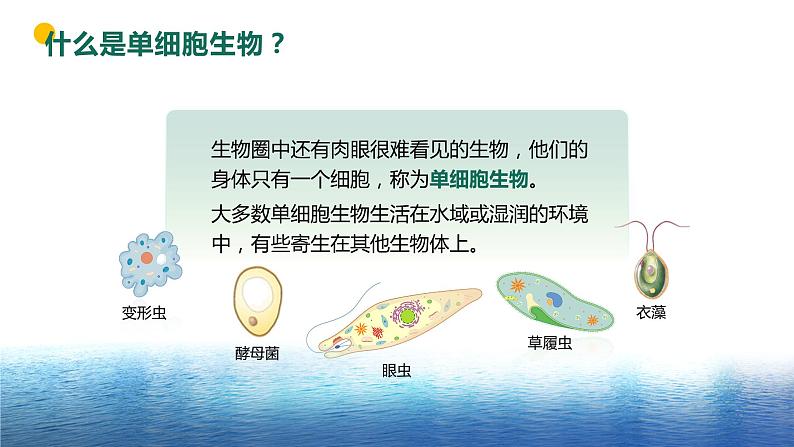 【核心素养目标】2.2.4《单细胞生物》课件07