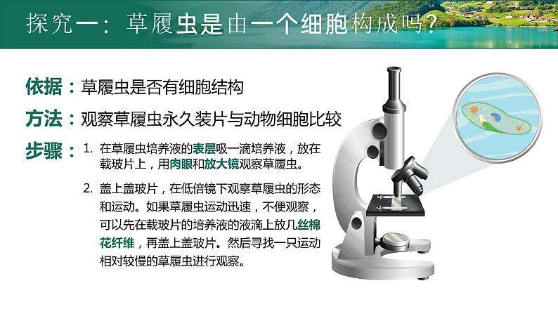 【核心素养目标】2.2.4《单细胞生物》课件08
