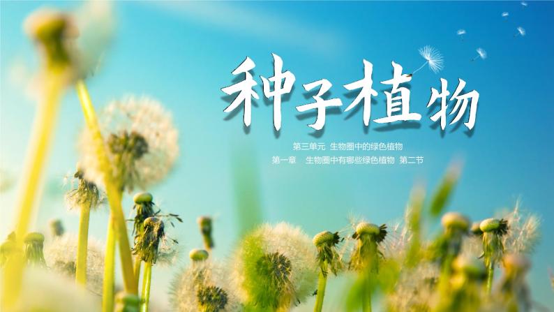 【核心素养目标】3.1.2《种子植物》课件01