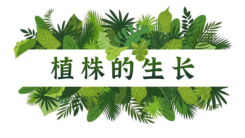 【核心素养目标】3.2.2《植株的生长》课件01