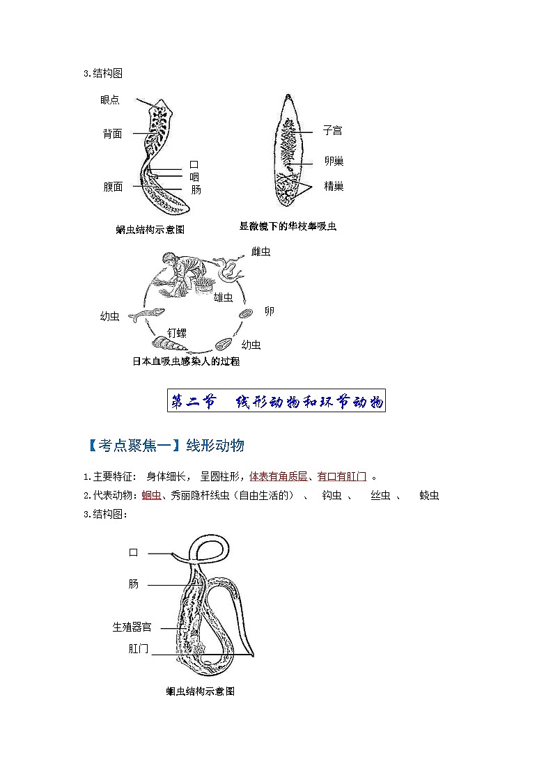 中考生物一轮复习知识点梳理考点 动物的主要类群(无脊椎动物)02