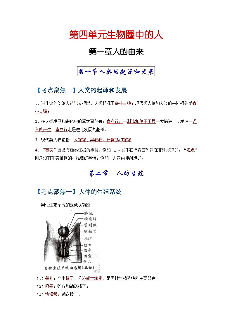 中考生物一轮复习知识点梳理考点 人的由来01