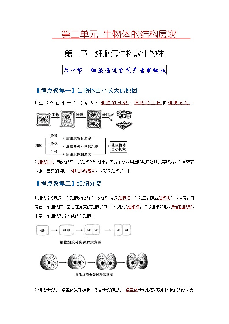 中考生物一轮复习知识点梳理考点 细胞怎样构成生物体01
