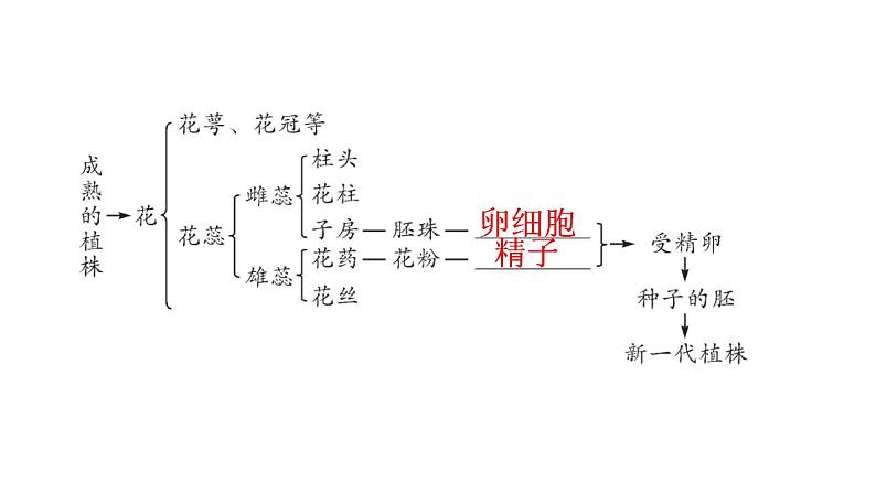人教版八年级生物下册第七单元第一章第一节植物的生殖教学课件第7页