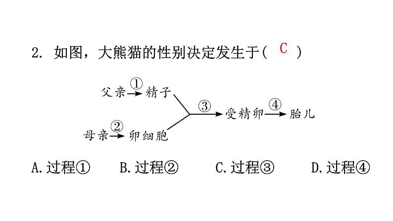 人教版八年级生物下册第七单元第二章第四节人的性别遗传分层作业课件03