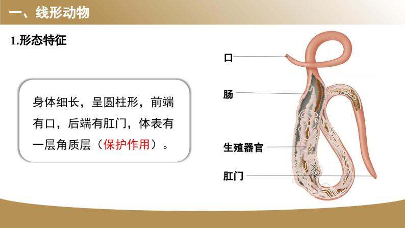 1.2线形动物和环节动物课件PPT04