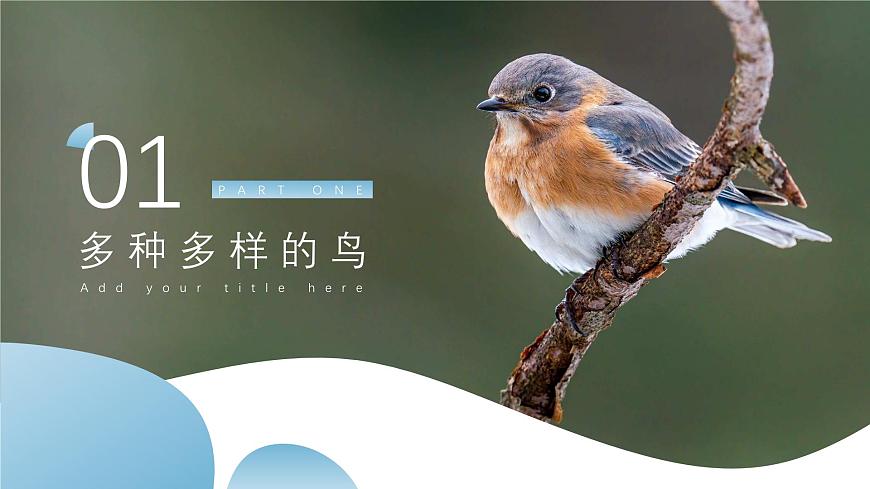 新人教版（新課標(biāo)）生物八上：1.6鳥課件PPT第3頁