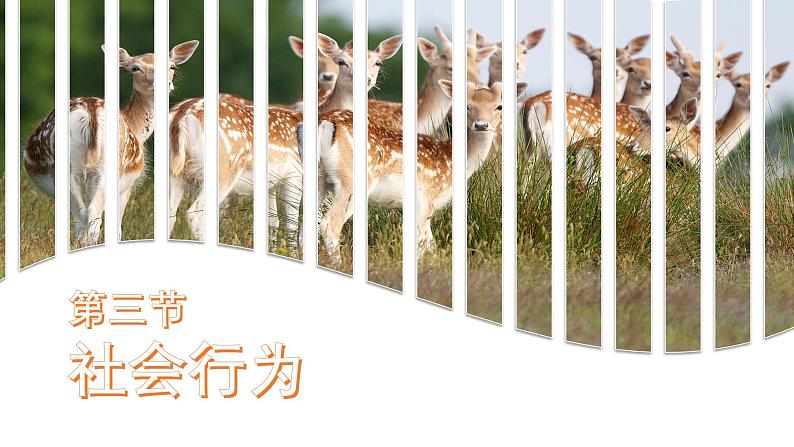 2.3社会行为课件PPT第1页