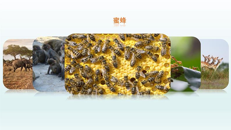 2.3社会行为课件PPT第5页