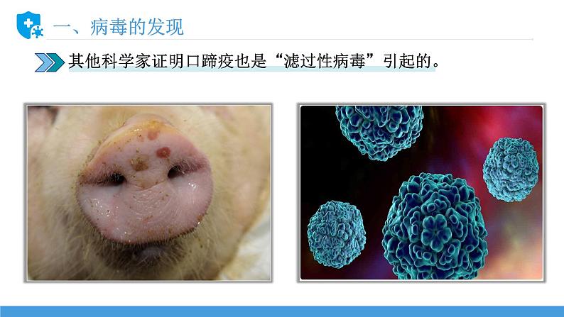 新人教版(新课标)生物八上:5病毒课件PPT07