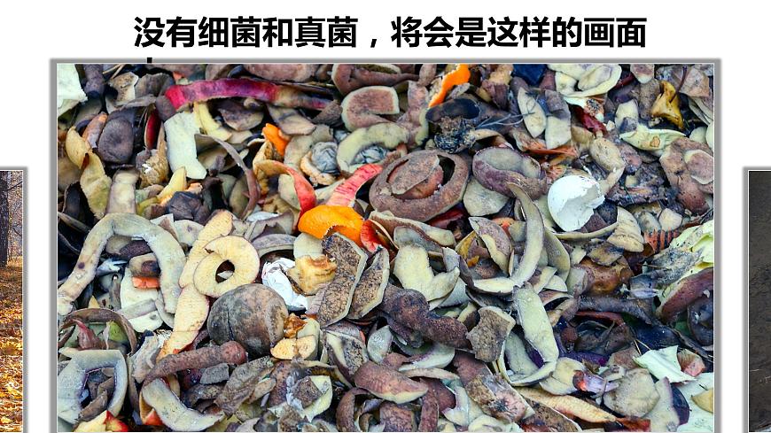 4.4細(xì)菌和真菌在自然界中的作用課件PPT第5頁(yè)