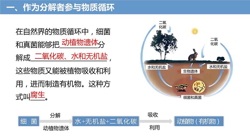 4.4細(xì)菌和真菌在自然界中的作用課件PPT第6頁(yè)