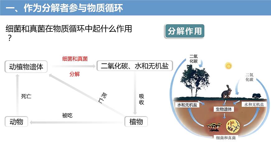 4.4細(xì)菌和真菌在自然界中的作用課件PPT第7頁(yè)