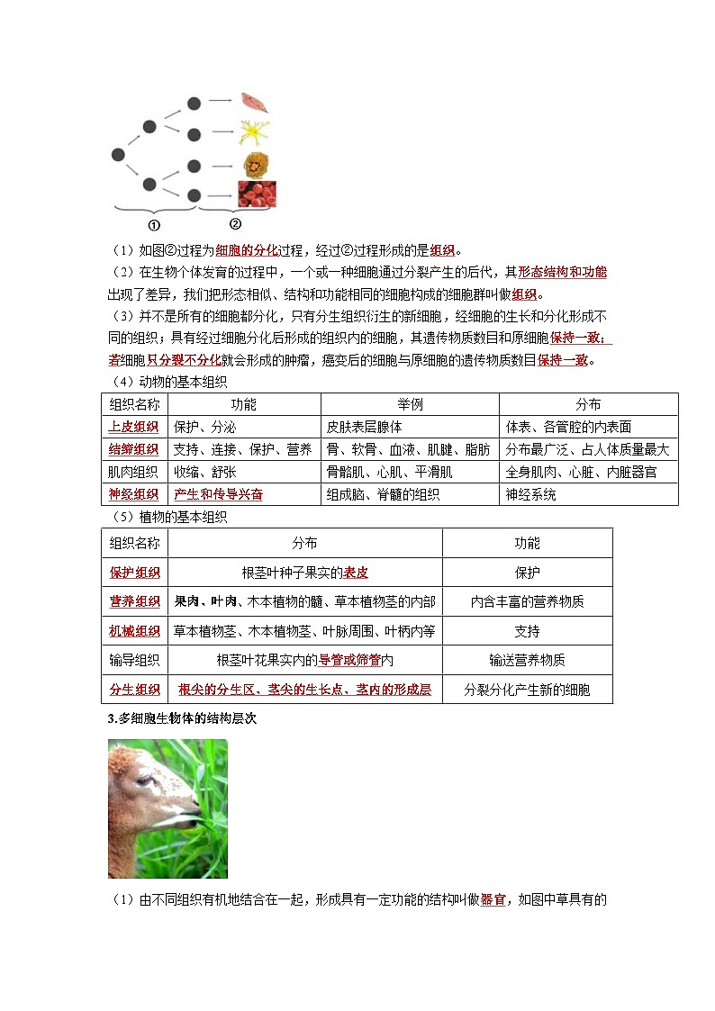 中考生物一轮复习考点梳理与过关练习专题03 细胞怎样构成生物体(含解析)第2页