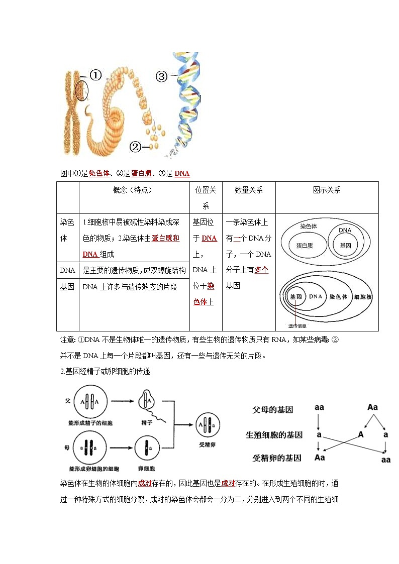 中考生物一轮复习考点梳理与过关练习专题19 生物的遗传与变异(含解析)第2页