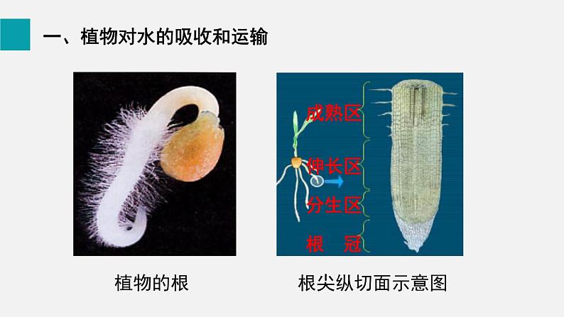 7.1绿色植物与生物圈的水循环课件第4页
